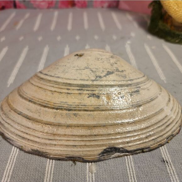 DECOUPAGE CLAM SHELL DECOUPAGE FLOWERS ON A CLAM SHELL TRINKET DISH - Picture 8 of 8